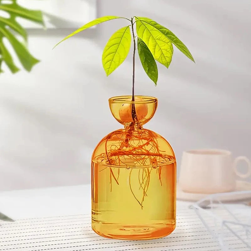 Colorful Transparent Avocado Hydroponic Vase Glass Avocado Seed Starter Vase Plant Seed Growing Kit Gardening Lovers Home Decor